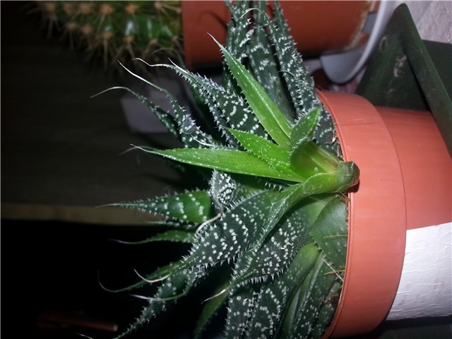 aloevera